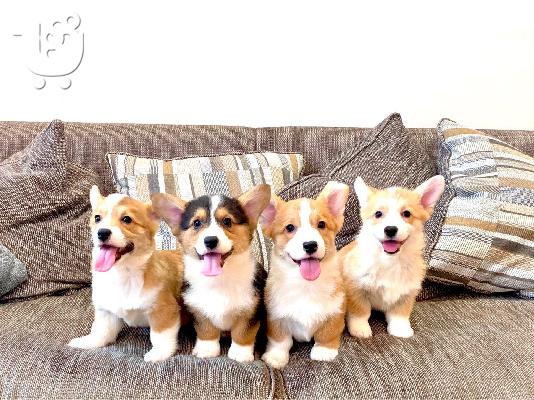 Κουτάβια Pembroke welsh corgi